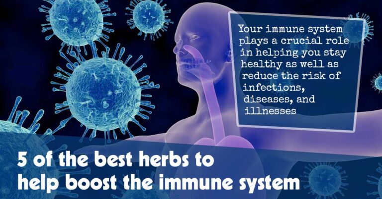 5 Top Herbs for Enhancing the Immune System