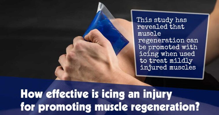 What’s the Efficacy of Using Ice on an Injury to Promote Muscle Regeneration?